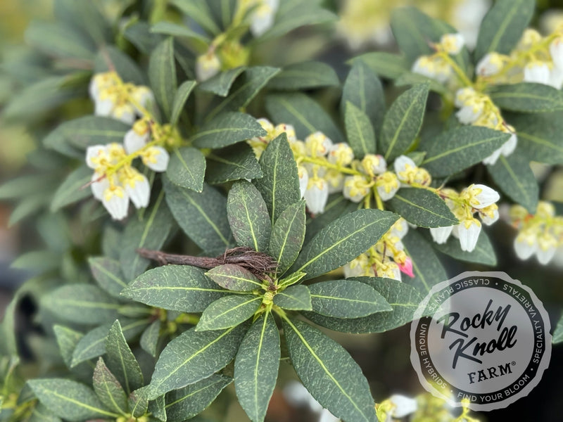 Pieris japonica 'Cavatine' plant from Rocky Knoll Farm