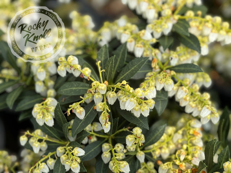 Pieris japonica 'Cavatine' plant from Rocky Knoll Farm