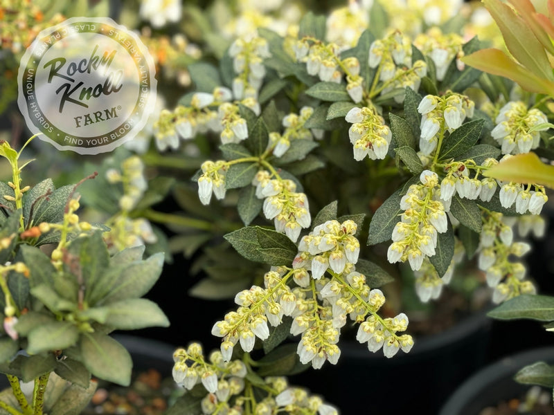 Pieris japonica 'Cavatine' plant from Rocky Knoll Farm