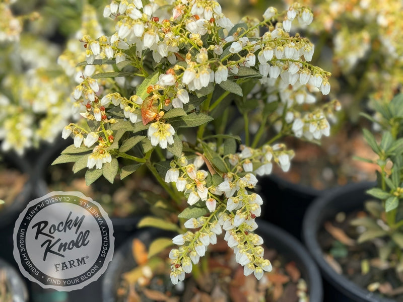 Pieris japonica 'Cavatine' plant from Rocky Knoll Farm