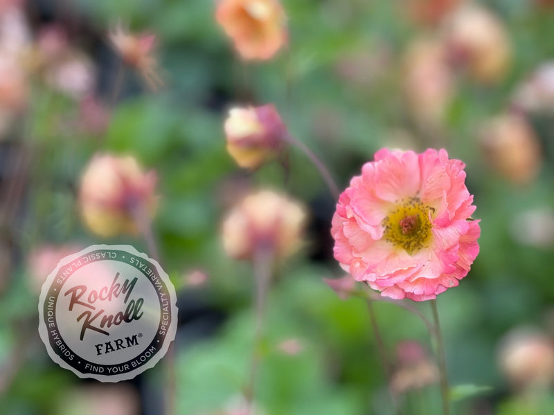 Geum 'Mai Tai' (Avens) plant from Rocky Knoll Farm