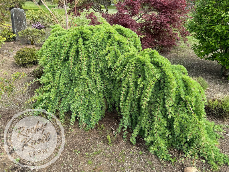 Weeping European Larch - Larix decidua 'Pendula' plant from Rocky Knoll Farm