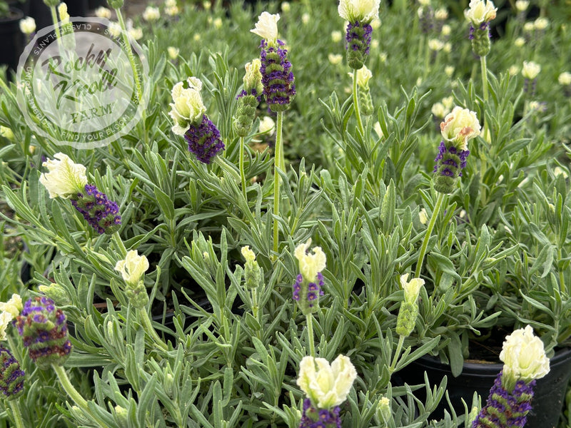 flower white lavender Anouk White Lavender - Lavendula stoechas
