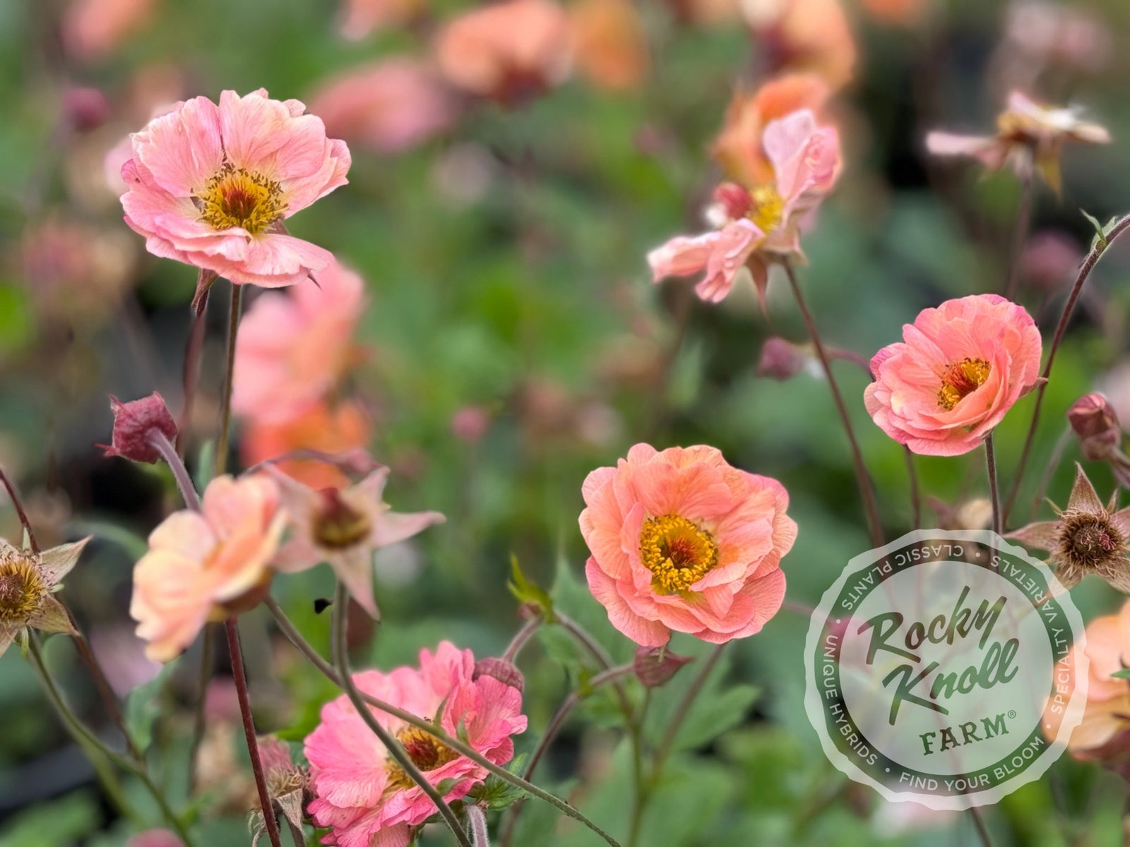 IMG_2871-127102_1600x.jpg?v=