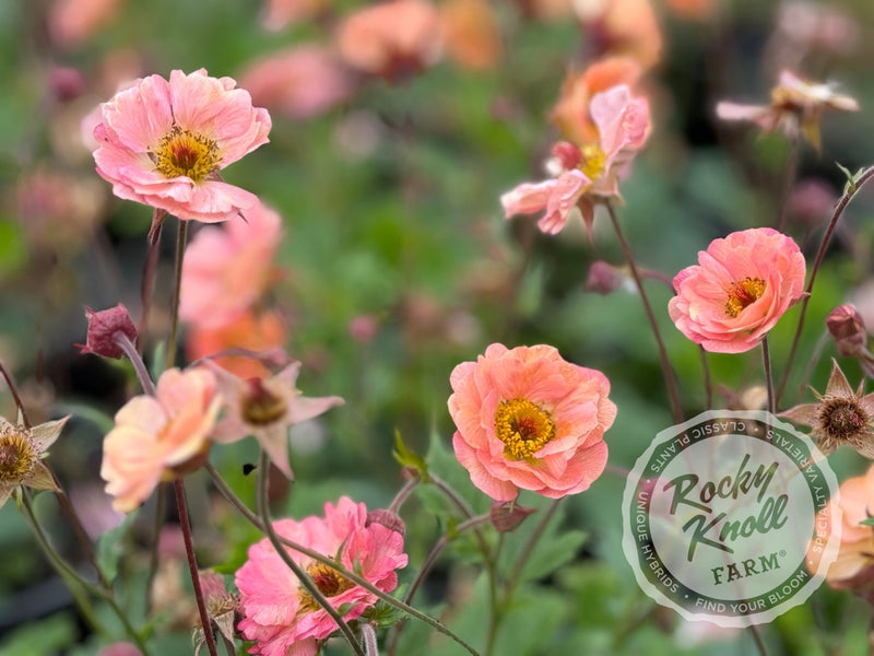 Geum 'Mai Tai' (Avens) plant from Rocky Knoll Farm