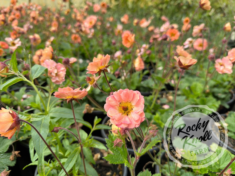 Geum 'Mai Tai' (Avens) plant from Rocky Knoll Farm