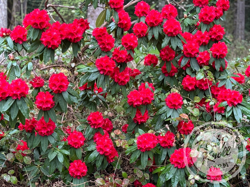 Grace Seabrook plant from Rocky Knoll Farm