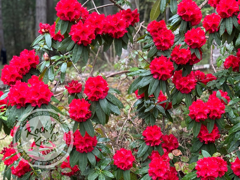 Grace Seabrook plant from Rocky Knoll Farm