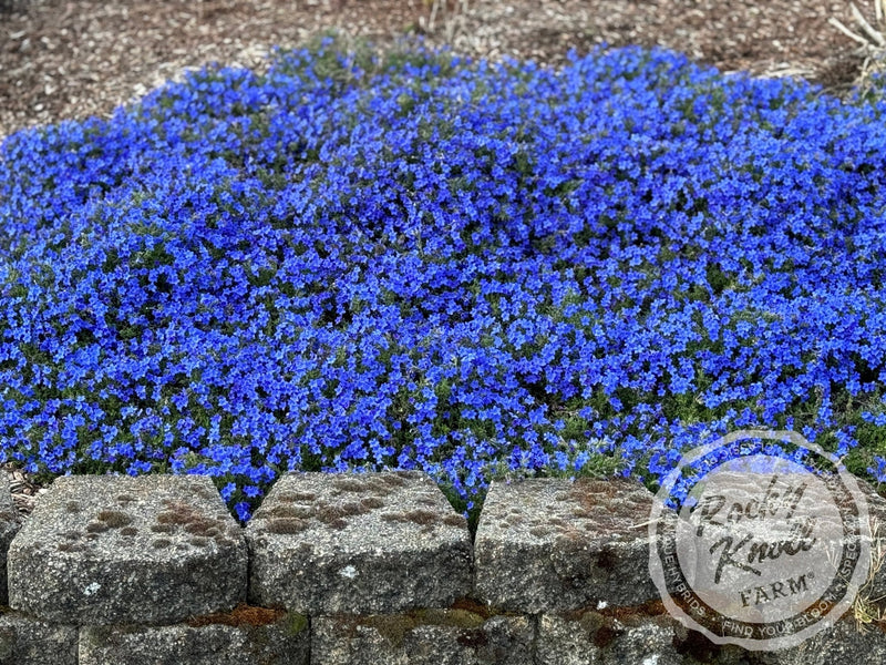 Lithodora diffusa - 'Grace Ward' (Gromwell) plant from Rocky Knoll Farm