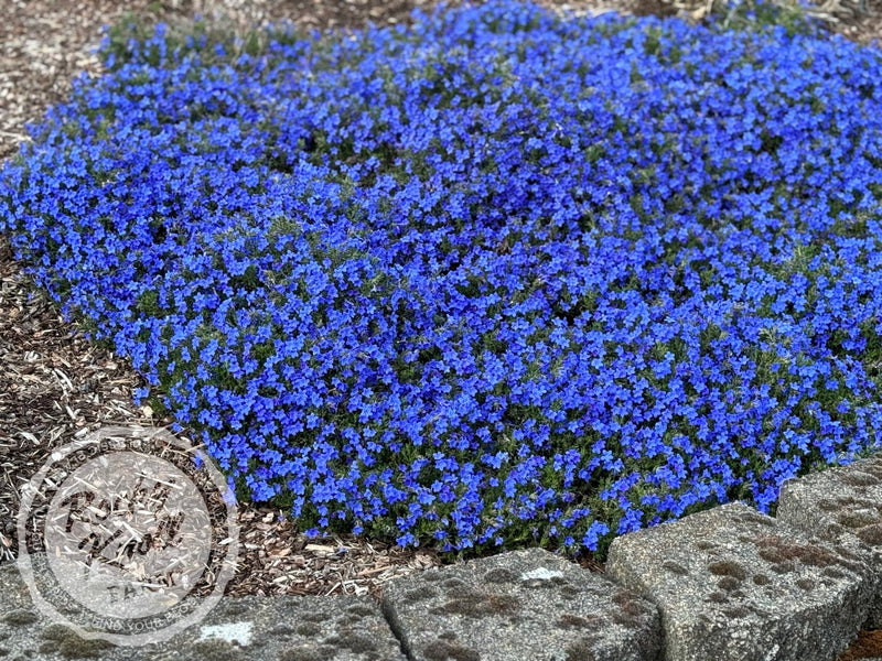 Lithodora diffusa - 'Grace Ward' (Gromwell) plant from Rocky Knoll Farm