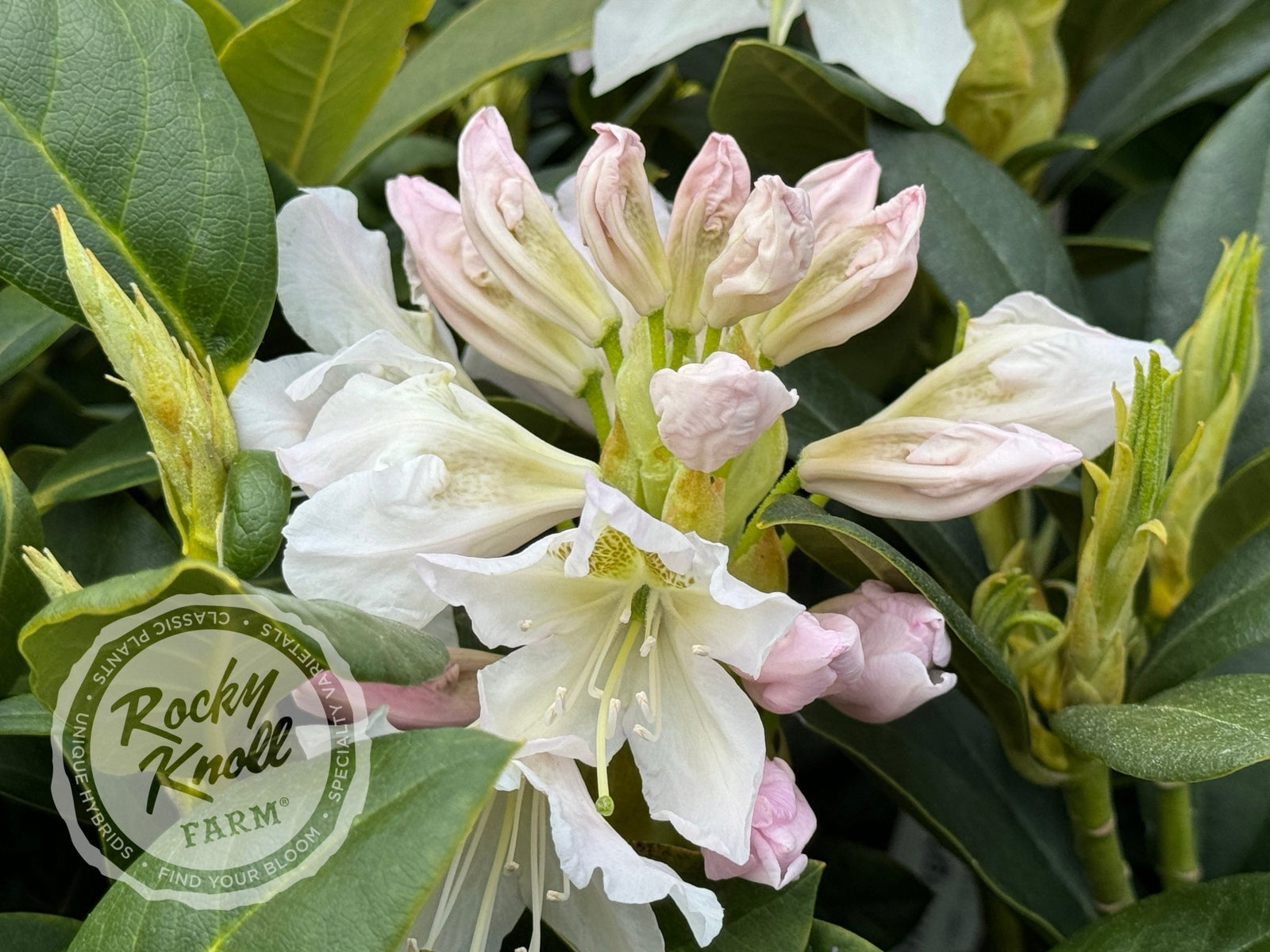 Cunningham's White