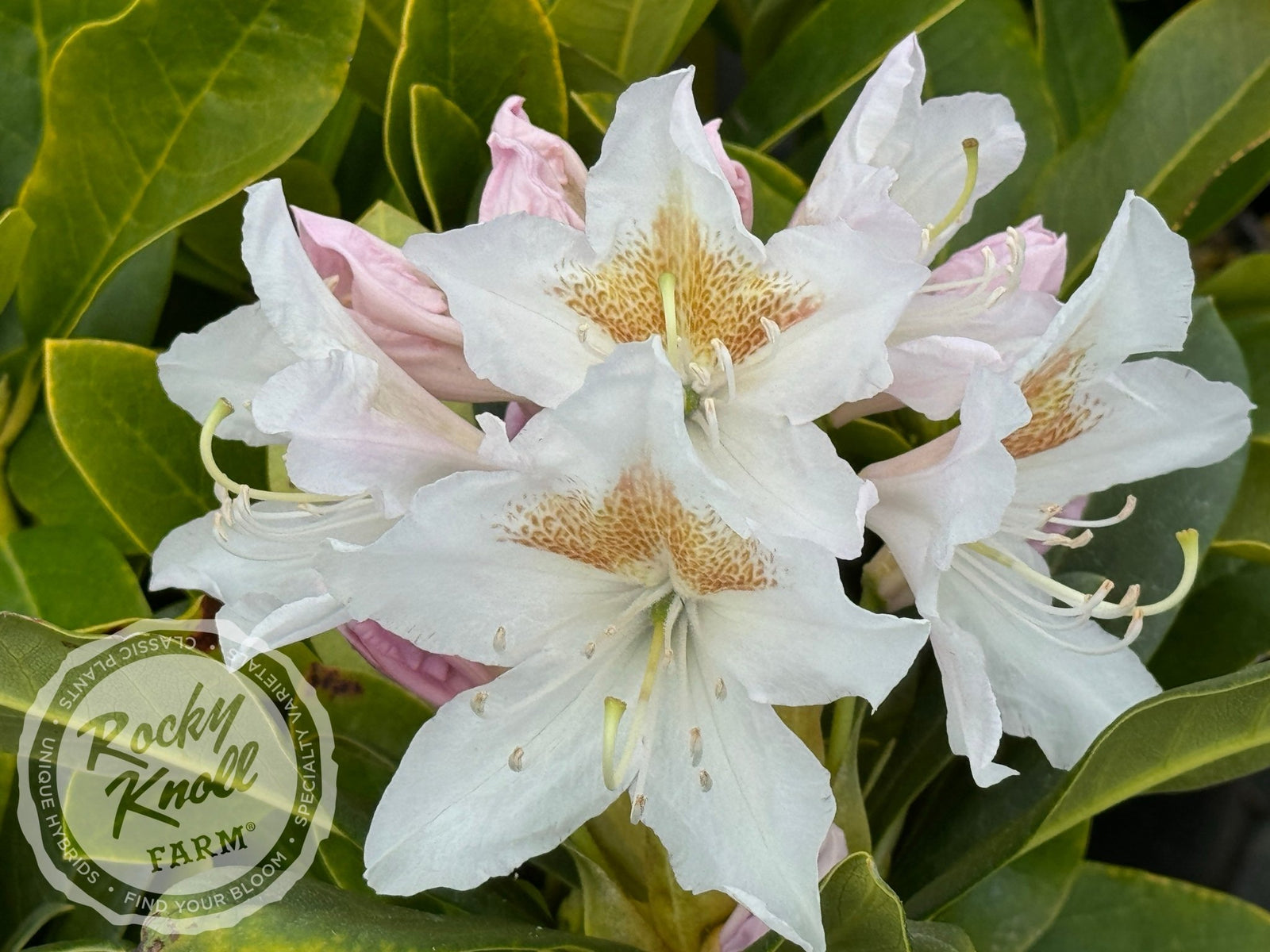Cunningham's White