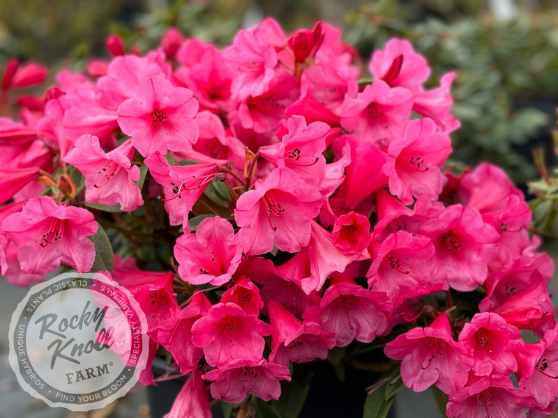 Kimbeth plant from Rocky Knoll Farm