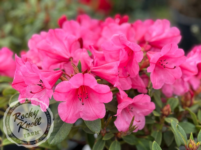 Kimbeth plant from Rocky Knoll Farm