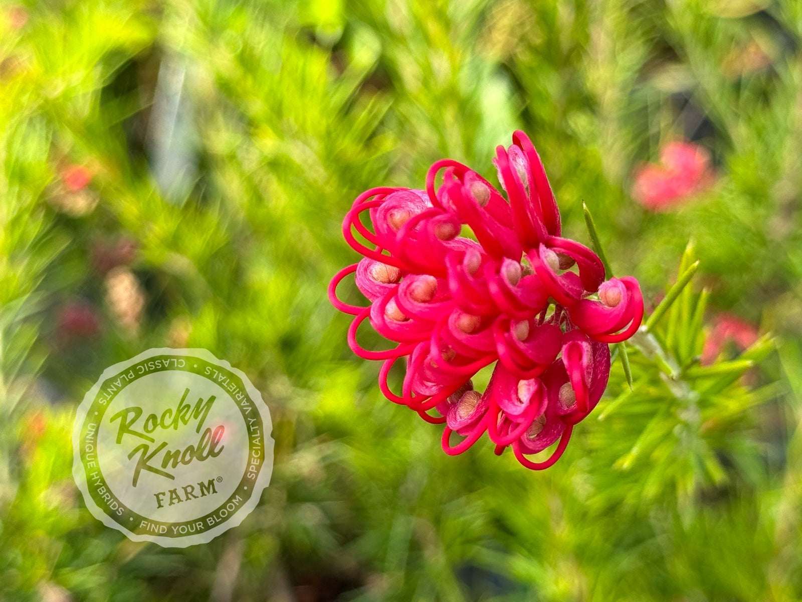 Grevillea juniperina Prickly Spider Flower - Rocky Knoll Farm