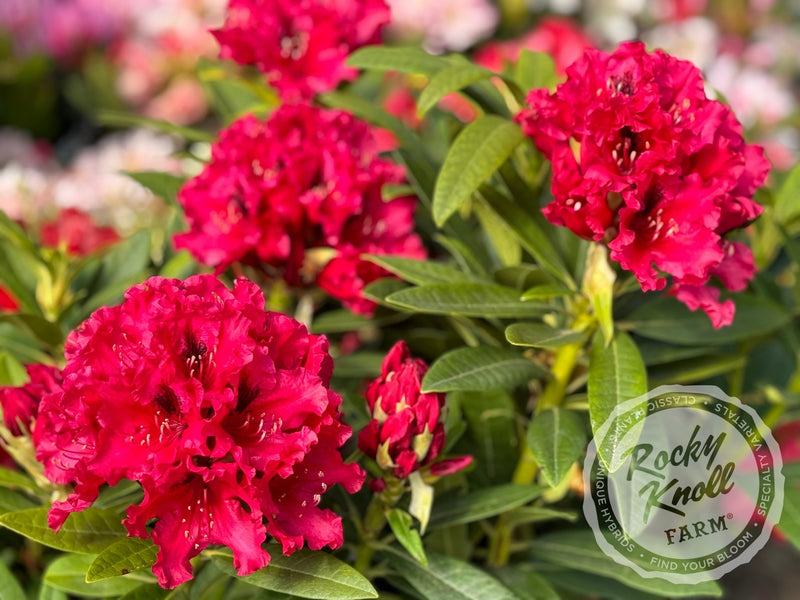 Max Sye plant from Rocky Knoll Farm