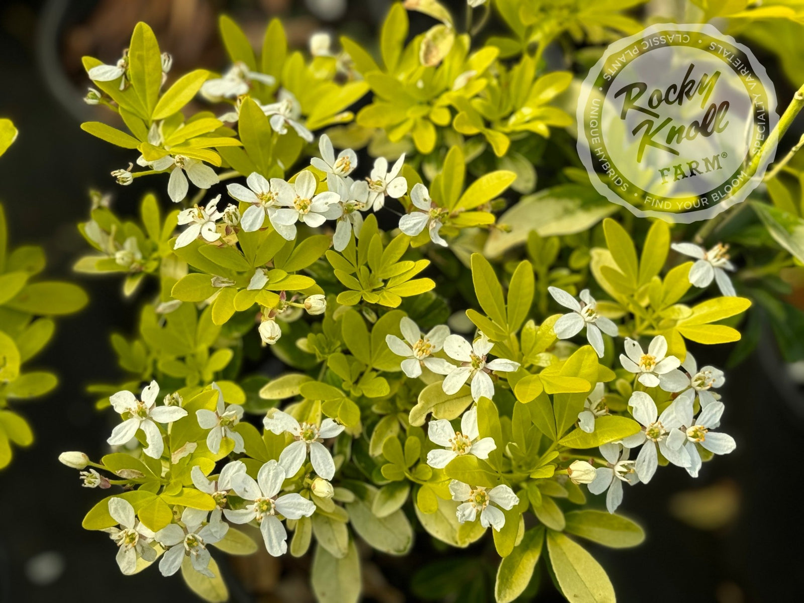 IMG_2968-842999_1600x.jpg?v=