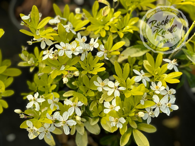 Choisya ternata Sundance (Mexican Orange Blossom) plant from Rocky Knoll Farm