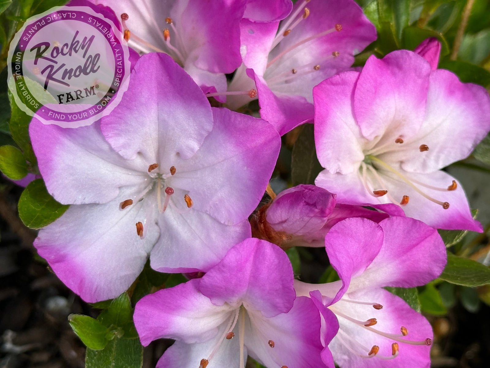 Komo Kulshan - Rocky Knoll Farm