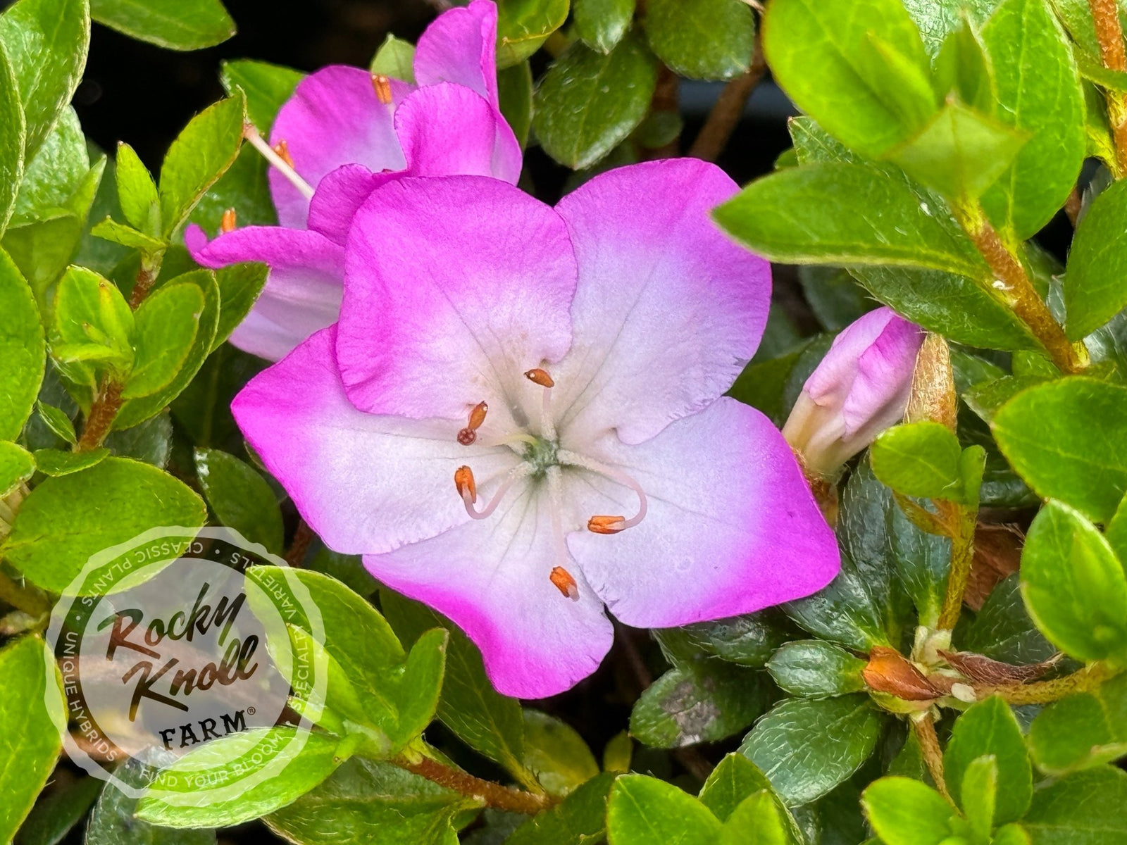 Komo Kulshan - Rocky Knoll Farm