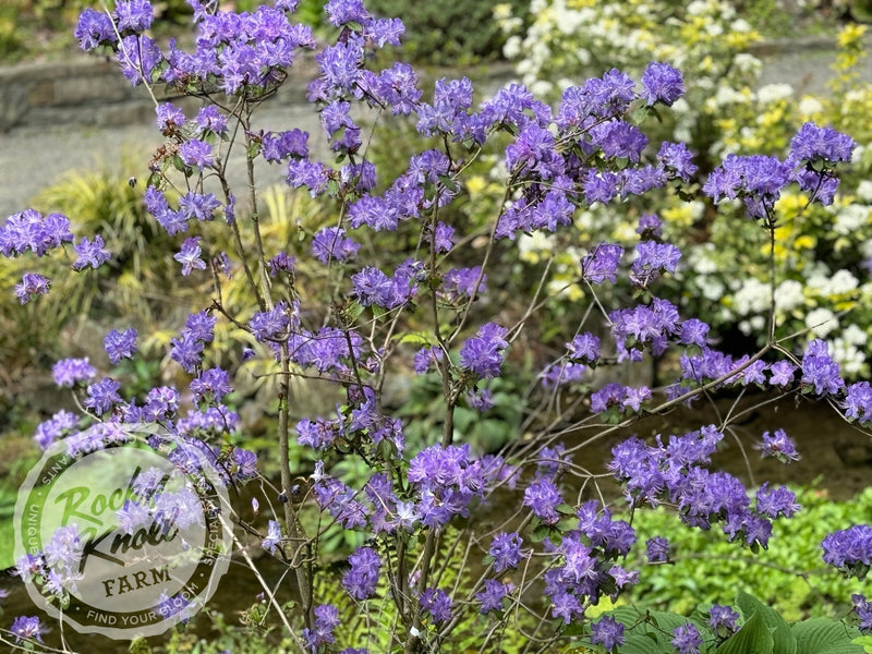 Crater Lake plant from Rocky Knoll Farm