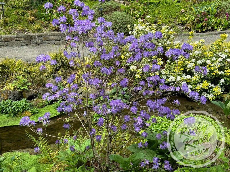 Crater Lake plant from Rocky Knoll Farm