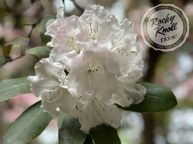 Loder's White plant from Rocky Knoll Farm