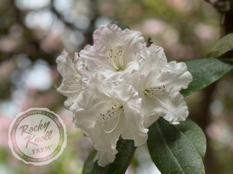 Loder's White plant from Rocky Knoll Farm