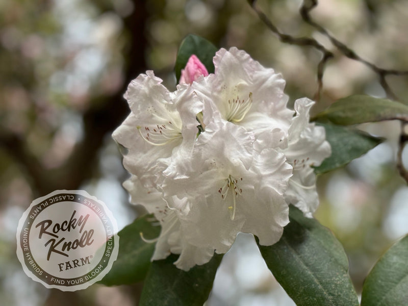 Loder's White plant from Rocky Knoll Farm