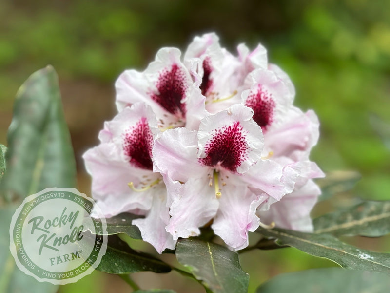 Sapporo plant from Rocky Knoll Farm