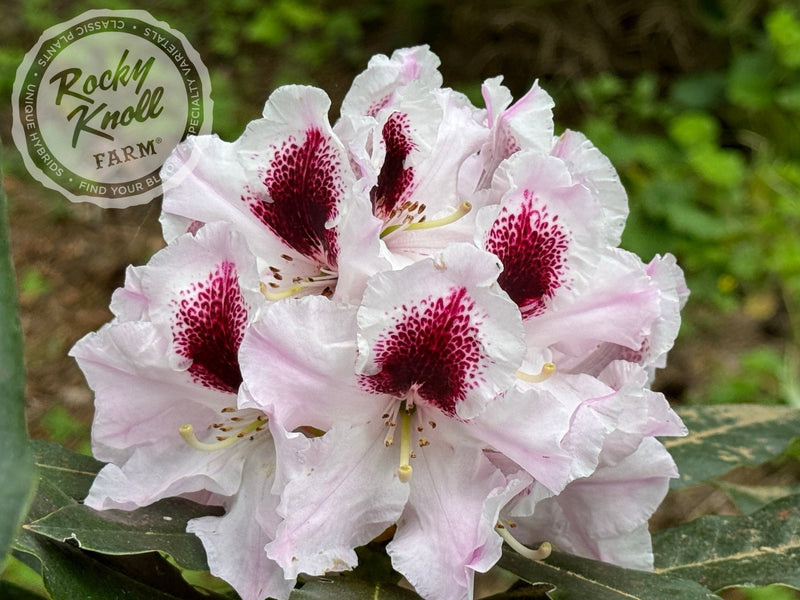 Sapporo plant from Rocky Knoll Farm