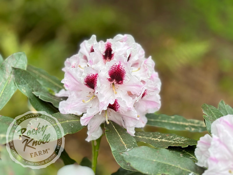 Sapporo plant from Rocky Knoll Farm