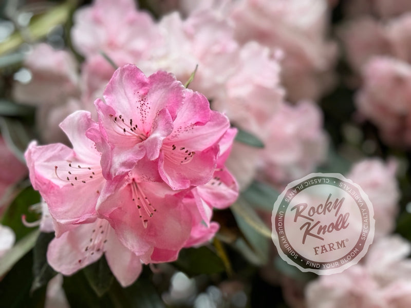 Dame Nellie Melba plant from Rocky Knoll Farm