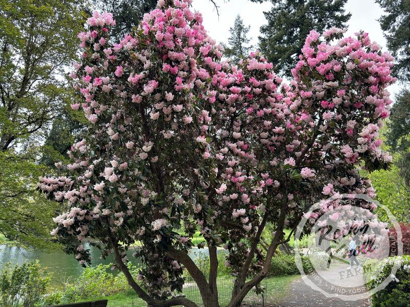 Dame Nellie Melba plant from Rocky Knoll Farm