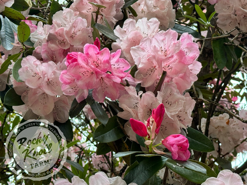 Dame Nellie Melba plant from Rocky Knoll Farm