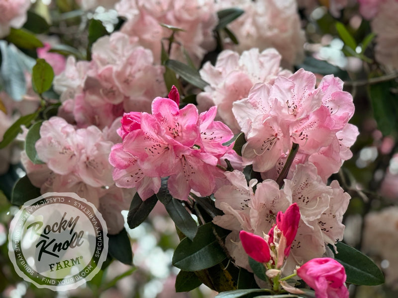 Dame Nellie Melba plant from Rocky Knoll Farm