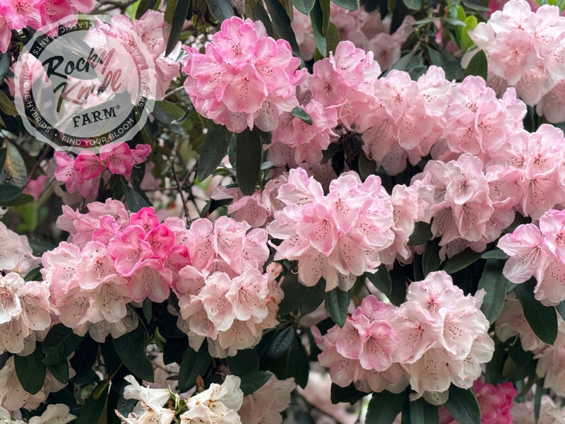 Dame Nellie Melba plant from Rocky Knoll Farm