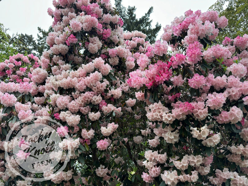 Dame Nellie Melba plant from Rocky Knoll Farm