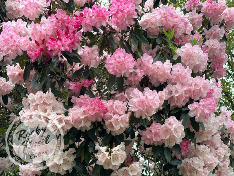 Dame Nellie Melba plant from Rocky Knoll Farm