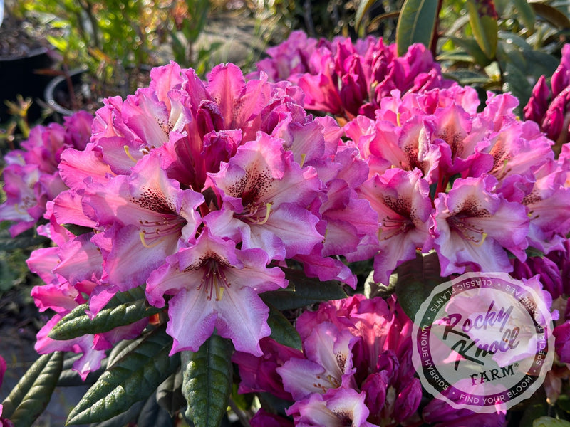 Prism's Sister plant from Rocky Knoll Farm