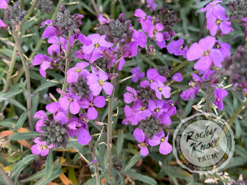 Erysimum 'Bowles Mauve' (Wallflower) plant from Rocky Knoll Farm