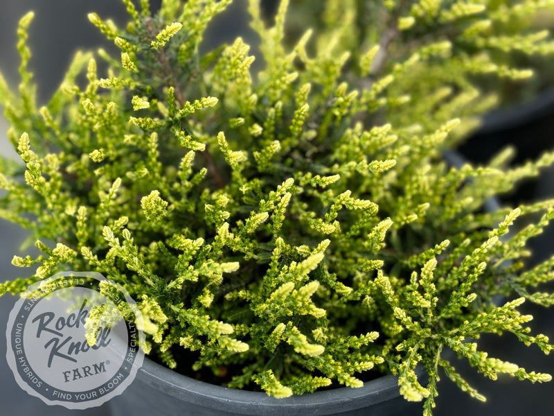 Calluna Spring Cream Heather plant from Rocky Knoll Farm