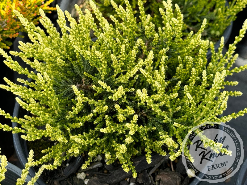 Calluna Spring Cream Heather plant from Rocky Knoll Farm