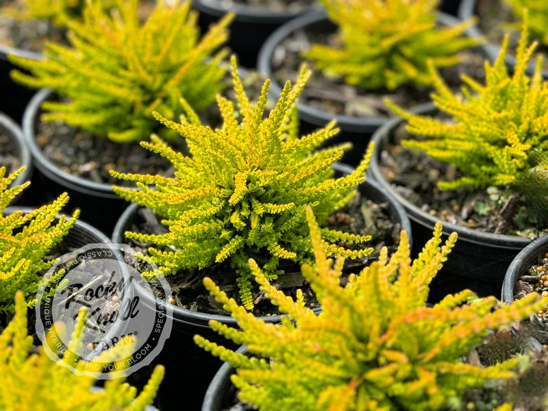 Calluna Blazeaway Heather - Rocky Knoll Farm
