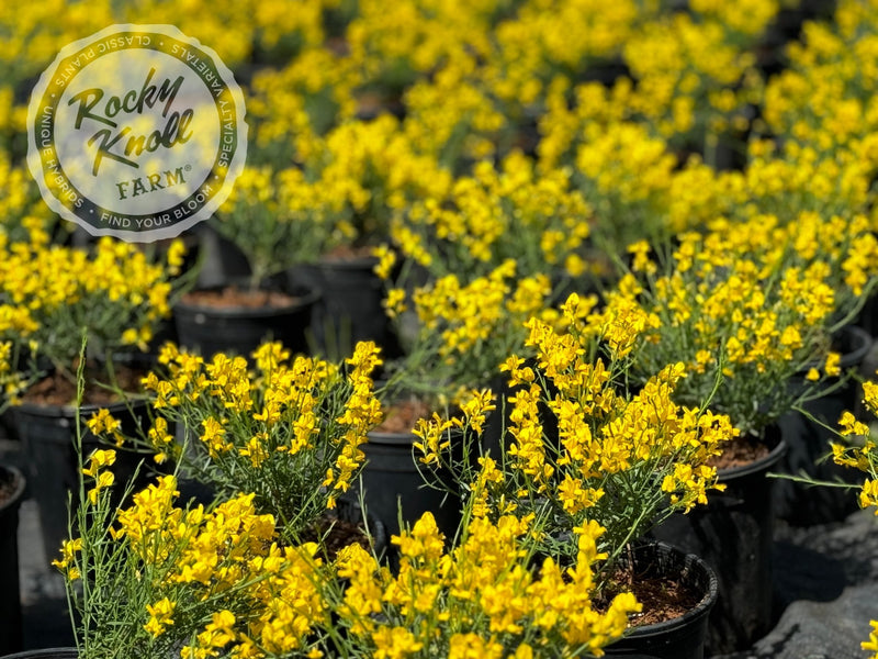 Genista lydia plant from Rocky Knoll Farm