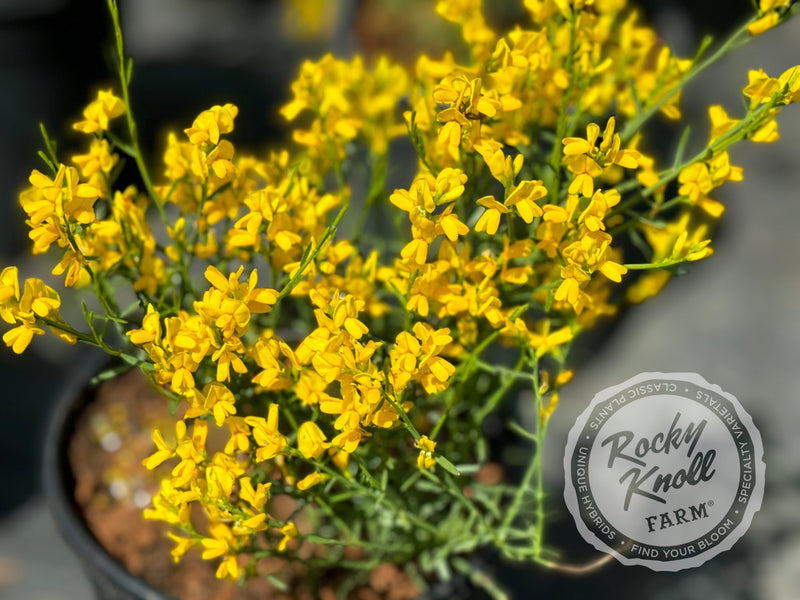 Genista lydia plant from Rocky Knoll Farm