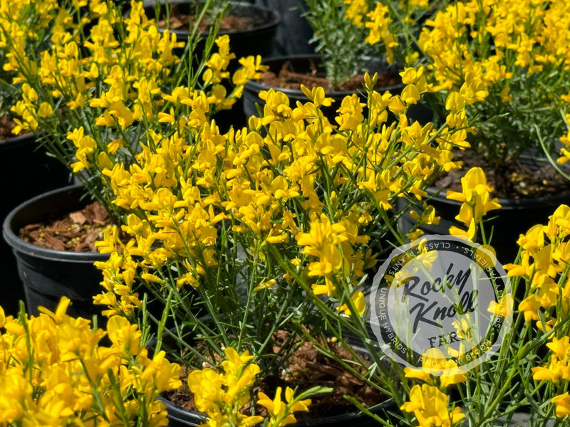 Genista lydia plant from Rocky Knoll Farm