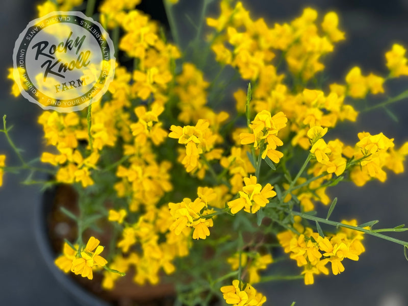 Genista lydia plant from Rocky Knoll Farm