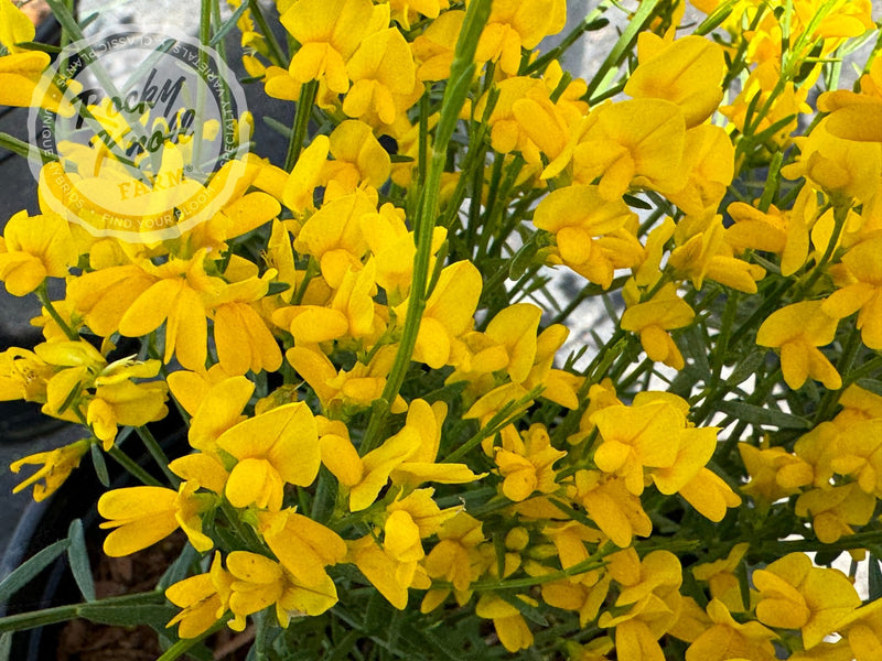 Genista lydia plant from Rocky Knoll Farm