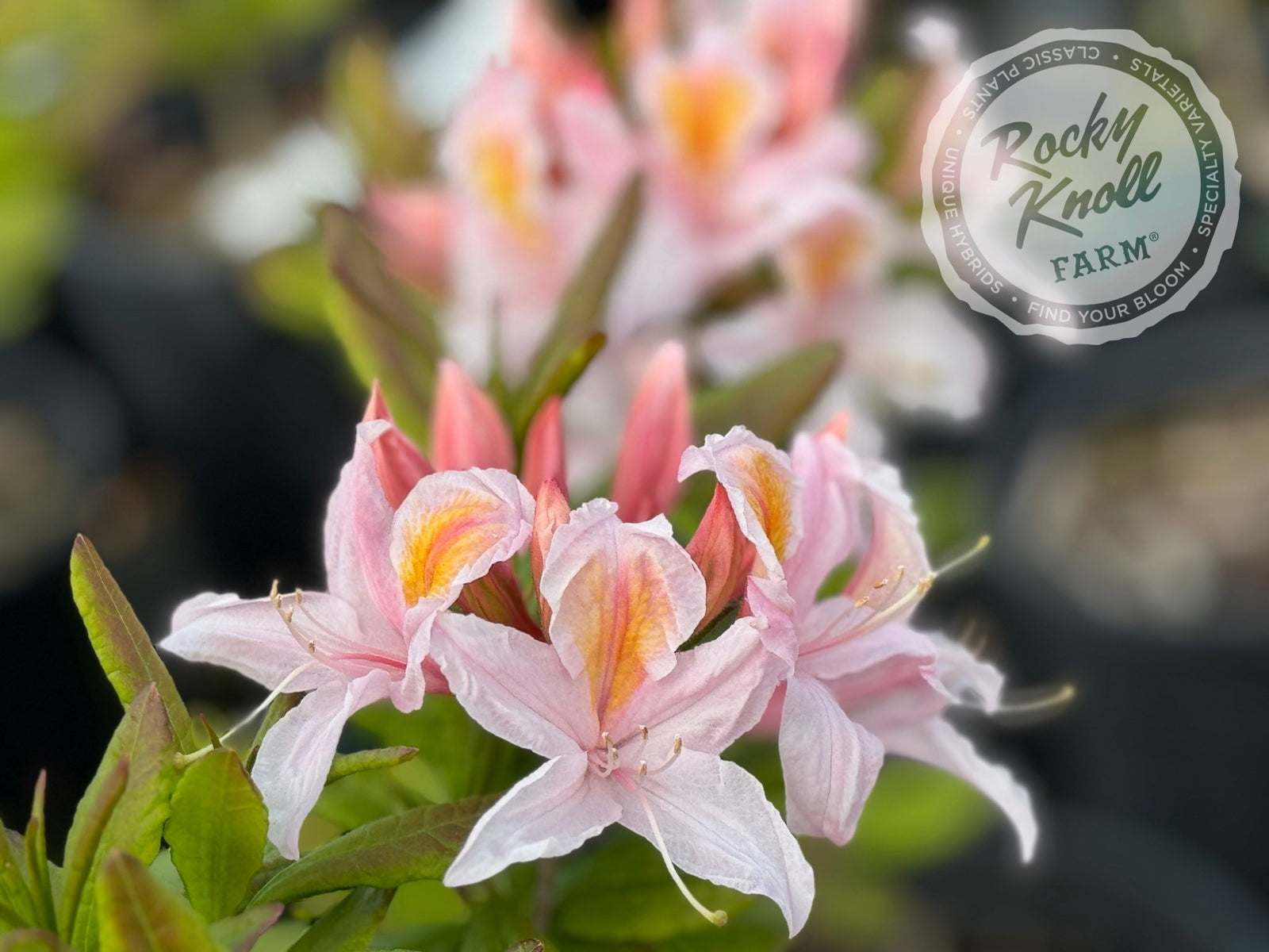 R. occidentale Western Azalea 5203 - Rocky Knoll Farm
